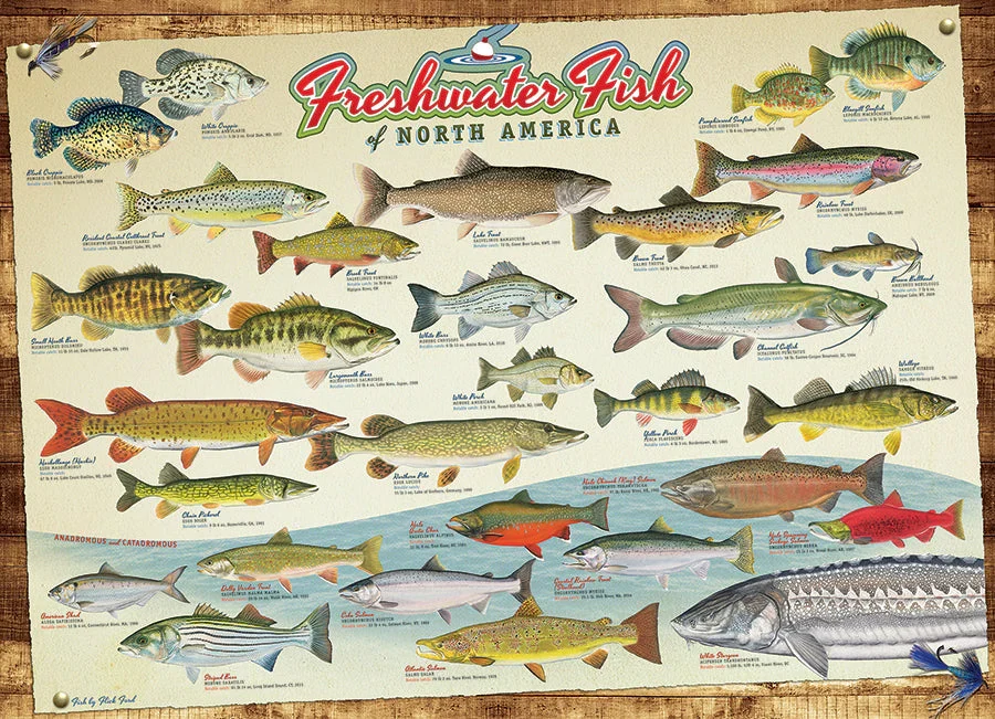 Freshwater Fish of North America Puzzle - Image 2